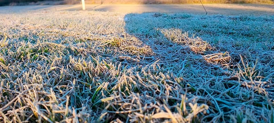 Alarma por los daños que las heladas están causando en los cultivos de caña de azúcar